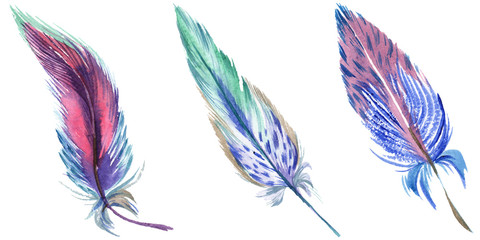Colorful feathers. Watercolour drawing fashion aquarelle isolated. Isolated feather illustration element.