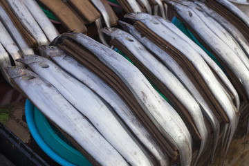 Fresh hairtail fish. Cutlassfish