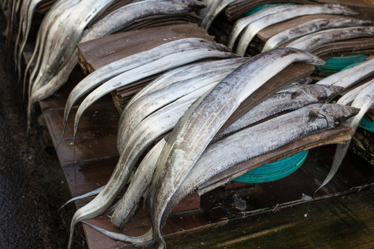 Fresh hairtail fish. Cutlassfish