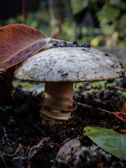 mushroom in forest