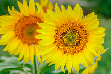 Sunflower field at sunset.  Farm field.
