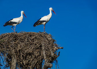 Storks on top of the nest against blue sky