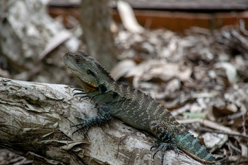 Water dragon on log 