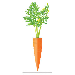 Carrot