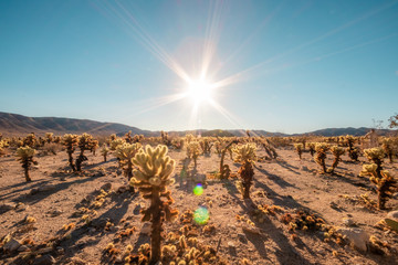 Joshua Tree National Park
