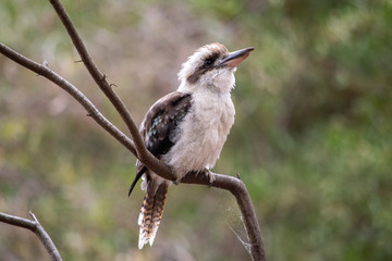 Kookaburra at Australian Botanic Gardens looking upwards
