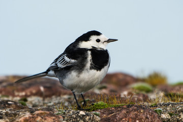 White Wagtail, Pied Wagtails, Wagtails, Motacilla alba