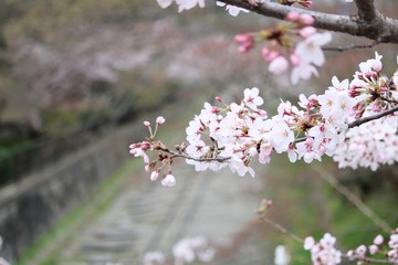 桜
