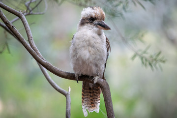 Kookaburra sitting on branch 
