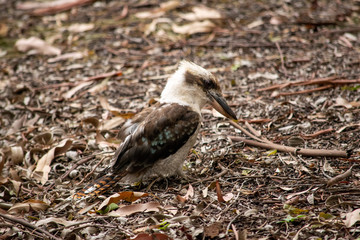 Kookaburra on ground looking for food 