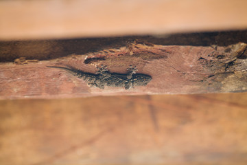 Moorish wall gecko