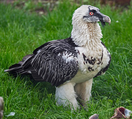 Bearded vulture. Latin name - Gypaetus barbatus