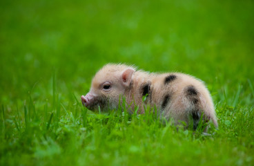 Cute little piglet