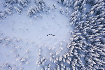 Aerial view of spruce forest in mountain landscape.