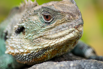 Close up of water dragon - headshot 