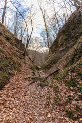 Moonlight valley in Pilis mountains