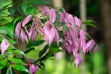 Pink leaves on plant 