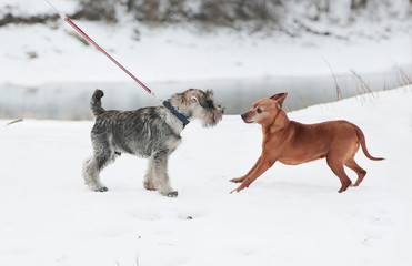 Fototapeta na wymiar Two dogs met on a walk. Friendship, socialization.