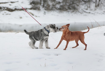 Two dogs met on a walk. Friendship, socialization.