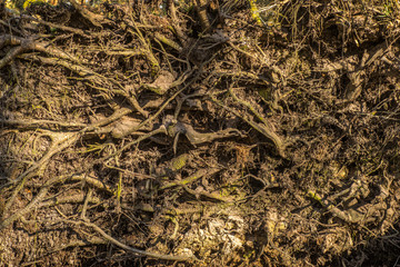 Obraz premium Zamknij się stare wyblakłe korzenie drzew na dnie lasu