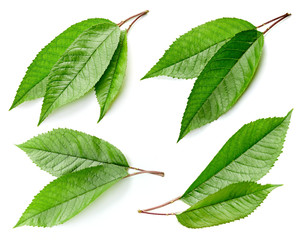 Green Cherry leaf isolated