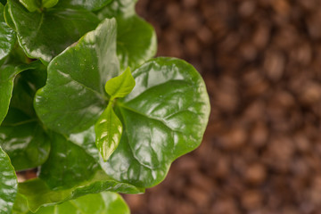 coffee plant and coffeebeans, close up of leave and blurry beans