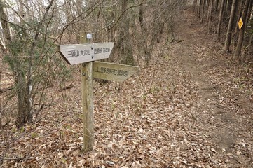 槇寄山 笹尾根の森の分岐