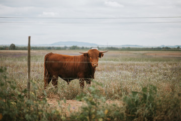 Limousin Cattle
