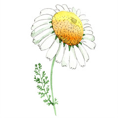 Chamomile floral botanical flower. Watercolor background illustration set. Isolated chamomile illustration element.