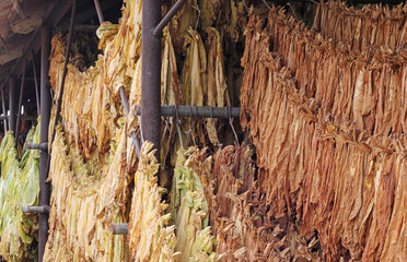 Drying tobacco leaves hanging in a barn before processing