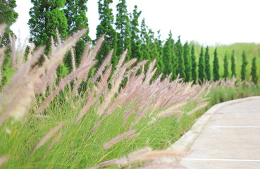 Dried wild grass flower in nature background.