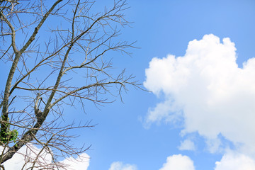 Leafless trees against the cloudy blue sky