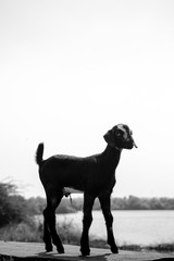 single goat standing on the wall, goat on wall