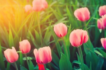 Group of colorful tulip. red, pink, white, coral flower tulip lit by sunlight. Soft selective focus, tulip close up, toning. Bright colorful tulip photo on thrive green background