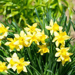 Obraz premium Spring flowering bulb plants in the flowerbed. Flowers daffodil