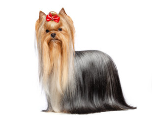 Yorkshire Terrier Dog  Isolated  on White Background in studio