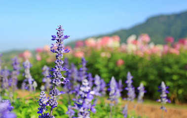 Obraz premium For get me not flower in the summer garden.