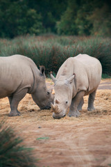 Two rhinoceroses eating in a park