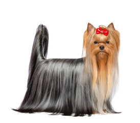 Yorkshire Terrier Dog  Isolated  on White Background in studio