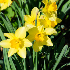 Spring flowering bulb plants in the flowerbed. Flowers daffodil