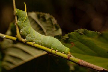 Smerinthus ocellatus, the eyed hawk-moth, is a European moth of the family Sphingidae. Large green caterpillar before pupation.