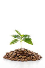 コーヒーの新芽と豆