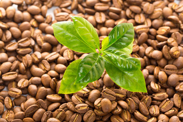 コーヒーの新芽と豆