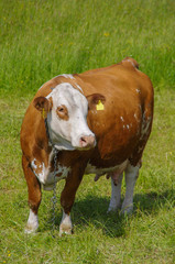Fototapeta na wymiar Glückliche Kühe auf bayrischen Wiesen