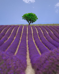 violet provence