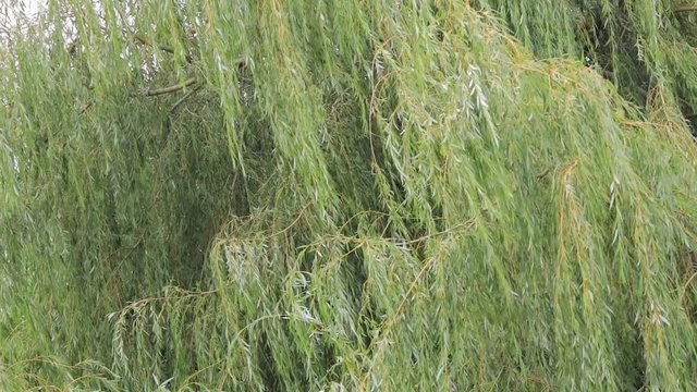 panning up peaceful willowtree blowing in summer wind