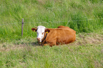 Glückliche Kühe auf bayrischen Wiesen