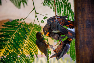 Birds with yellow beak Playing with each other