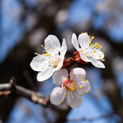 Spring flowering trees. Pollination of flowers of apricot. Bloom