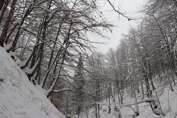 Trees in the snow at the waterfall